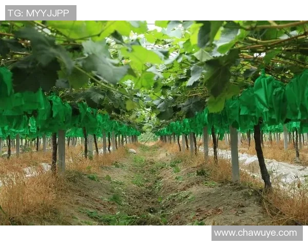 爱国足球球星拼搏奋进谱写绿色赛场民族荣耀华章